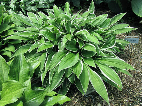 'Princess of Karafuto' Hosta Courtesy of Carol Brashear