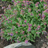 Courtesy of Walters Gardens