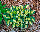 'Pure Heart' Hosta Courtesy of Walters Gardens