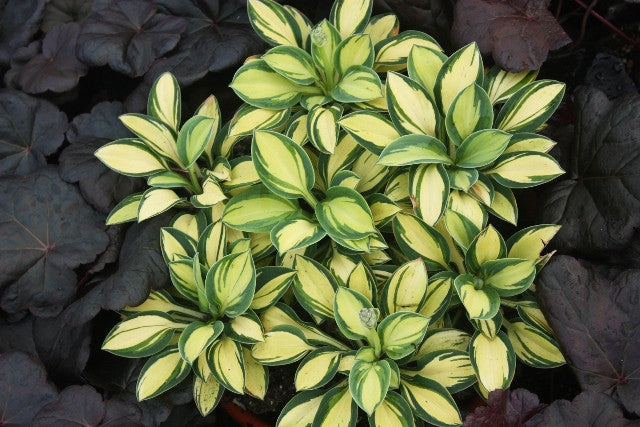 'Pure Heart' Hosta Courtesy of Walters Gardens