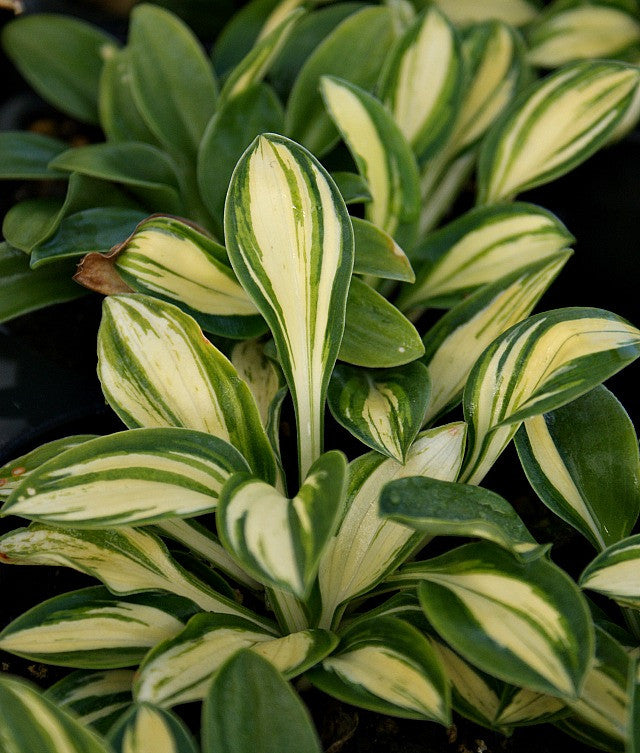 'Pure Heart' Hosta From NH Hostas