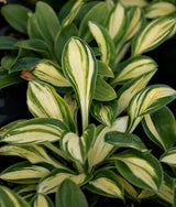 'Pure Heart' Hosta From NH Hostas