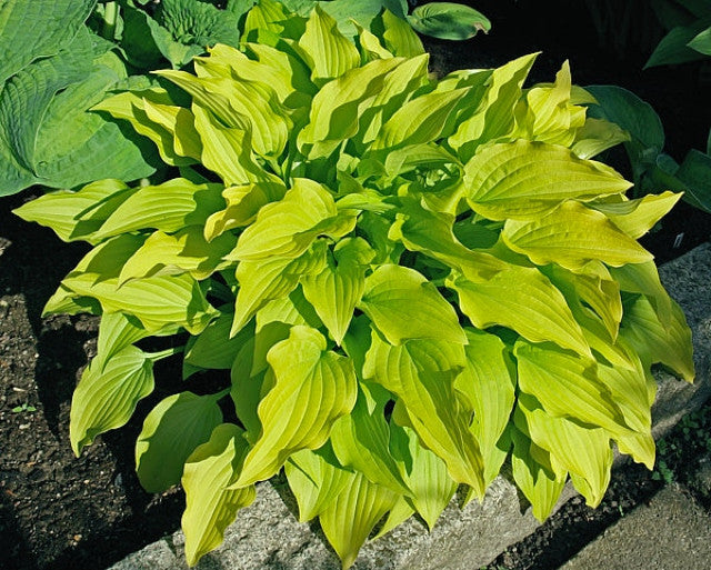 Hosta 'Purple and Gold' Courtesy of the Hosta Library