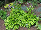 Hosta 'Purple and Gold' Courtesy of the Hosta Library