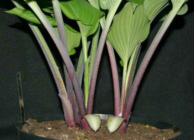 'Purple Boots' Hosta Courtesy of Danny Van Eechaute