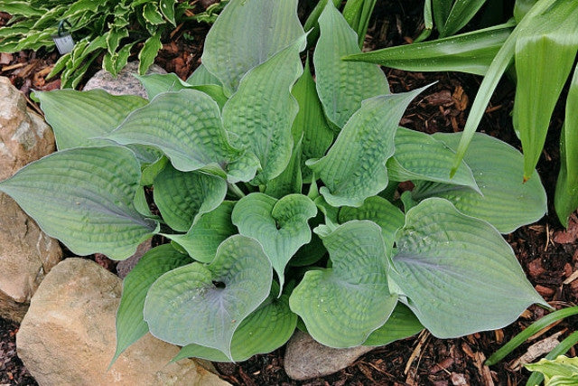 Hosta 'Purple Haze' Courtesy of Mario Wick and the Hosta Library