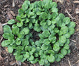 Hosta 'Quarter Back' Courtesy of Plant Delights Nursery