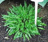 Hosta 'Quill' Courtesy of Carol Brashear