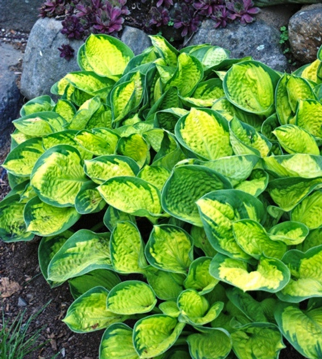 Rainforest Sunrise Hosta - Shade Perennial Sun Tolerant Hosta Plant ...