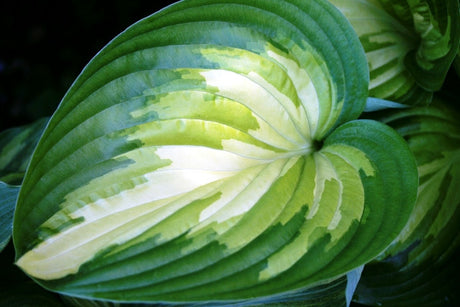 'Rare Breed' Hosta Courtesy of Walters Gardens