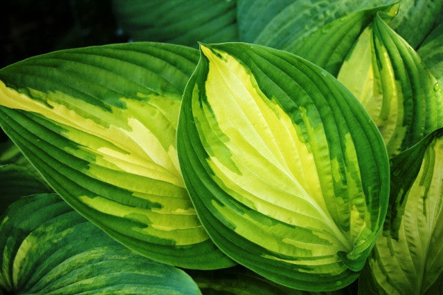 'Rare Breed' Hosta Courtesy of Walters Gardens