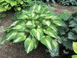 'Rare Breed' Hosta Courtesy of Carol Brashear