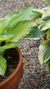 'Rascal' Hosta From NH Hostas