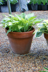 'Rascal' Hosta From NH Hostas