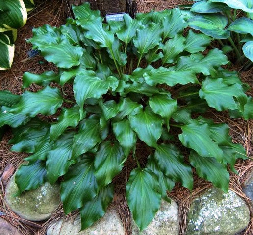 'Raspberry Sorbet' Hosta From NH Hostas