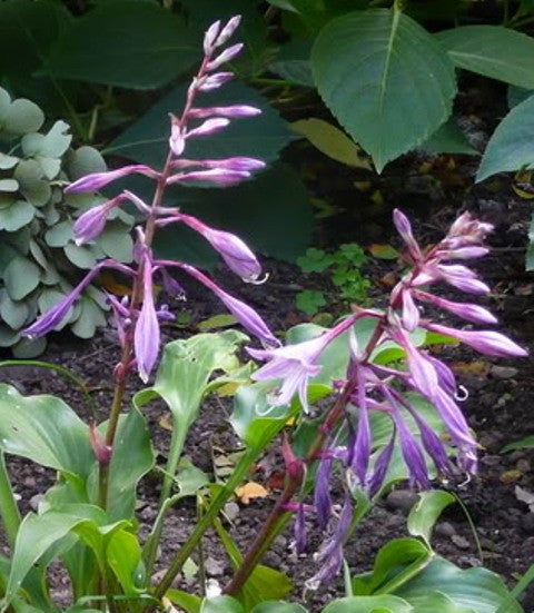 'Raspberry Sorbet' Hosta Flowers