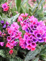 Courtesy of Walters Gardens