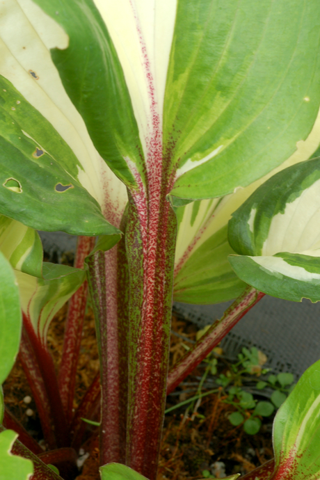 'Raspberry Sundae' Hosta Courtesy of Terra Nova