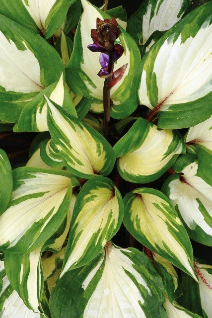 'Raspberry Sundae' Hosta Courtesy of Terra Nova