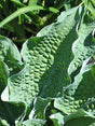 'Raucous Ruffles' Hosta Courtesy of Don Dean