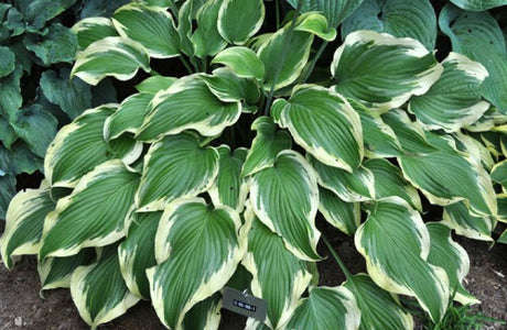 'Razzmatazz' Hosta Courtesy of Doug Beilstein