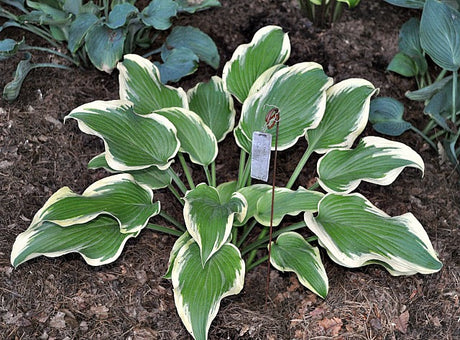 'Razzmatazz' Hosta Courtesy of Green Hill Farm
