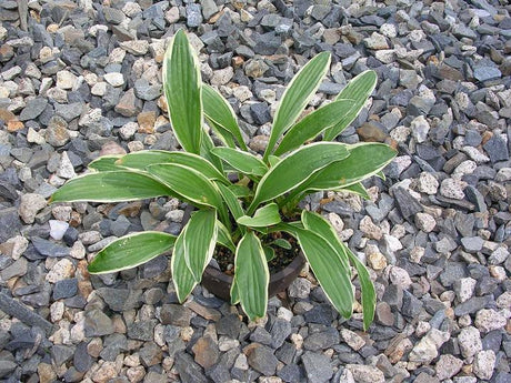 Hosta rectifolia "Nakai" From NH Hostas