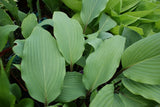 'Red October' Hosta From NH Hostas