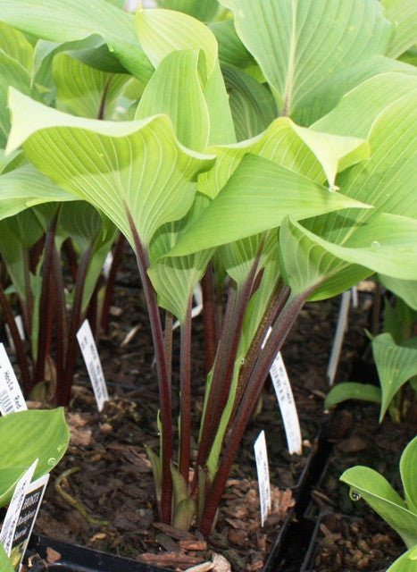 'Red October' Hosta From NH Hostas