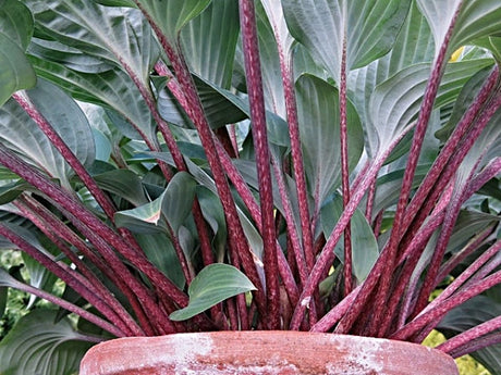 Hosta 'Red Cadet' Courtesy of Vladimir Mirka and the Hosta Library