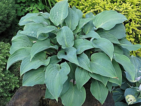Hosta 'Red Cadet' Courtesy of Vladimir Mirka and the Hosta Library