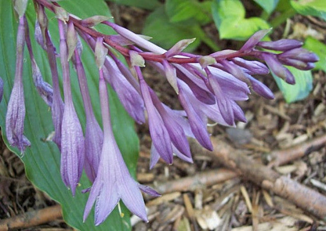 Hosta 'Red Dragon' Courtesy of Carol Brashear