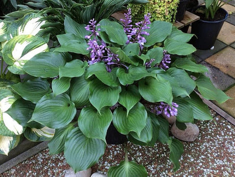 Hosta 'Red Sox' Courtesy of The Hosta Library