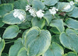 Hosta 'Reflected Glory' Courtesy of Steve Greene and the Hosta Library