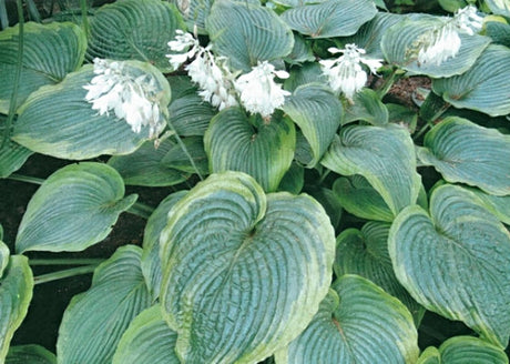 Hosta 'Reflected Glory' Courtesy of Steve Greene and the Hosta Library