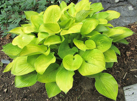 Hosta 'Regal Tot' Courtesy of Carol Brashear