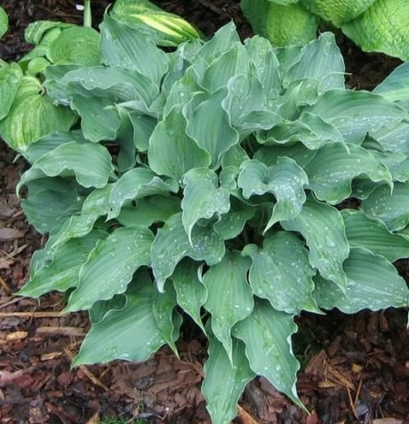 'Restless Sea' Hosta