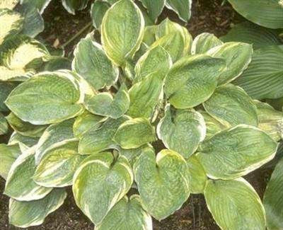 'Rhinestone Cowboy' Hosta Courtesy of Q&Z Nursery