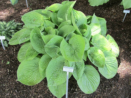 'Rich Uncle' Hosta Courtesy of Carol Brashear