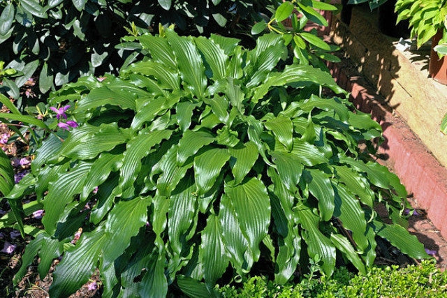 Hosta 'Ringtail' Courtesy of the Hosta Library