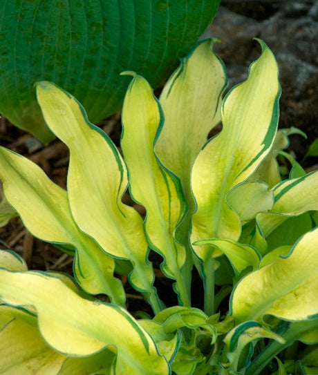 'Ripple Effect' Hosta Courtesy of Walters Gardens