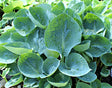 'Rock and Roll' Hosta From NH Hostas