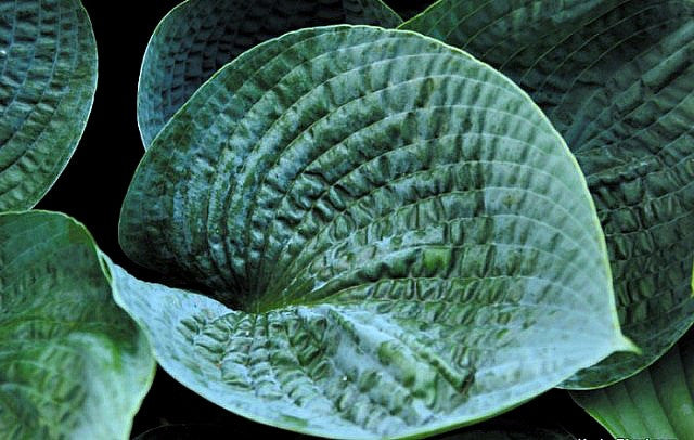 'Rock and Roll' Hosta Courtesy of Shady Oaks Nursery