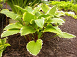 'Rubies and Ruffles' Hosta Courtesy of Walters Gardens