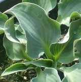 'Ruffled Mouse Ears' Hosta