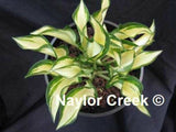 Hosta 'Ruffled Pole Mouse' Courtesy of Naylor Creek