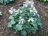 'Ruffled Mouse Ears' Hosta Courtesy of Carol Brashear