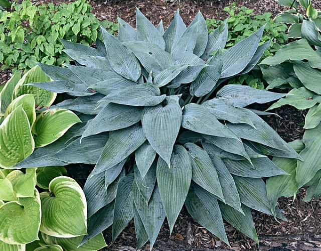 Hosta 'Scheherazade' Courtesy of Bert Malkus and the Hosta Library