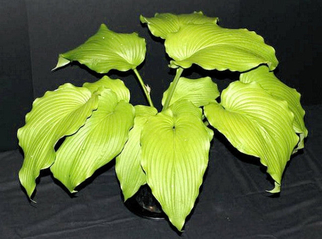 Hosta 'Scituate Sunrise' Courtesy of Rick Goodenough and the Hosta Library