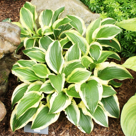 'Scooter' Hosta From NH Hostas
